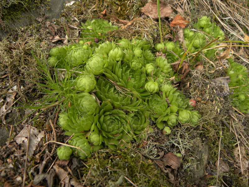 globiferum ssp. globiferum from Bezdružice
