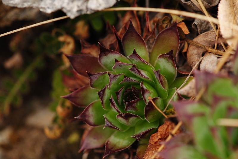 tectorum var. tectorum from Mala dolina