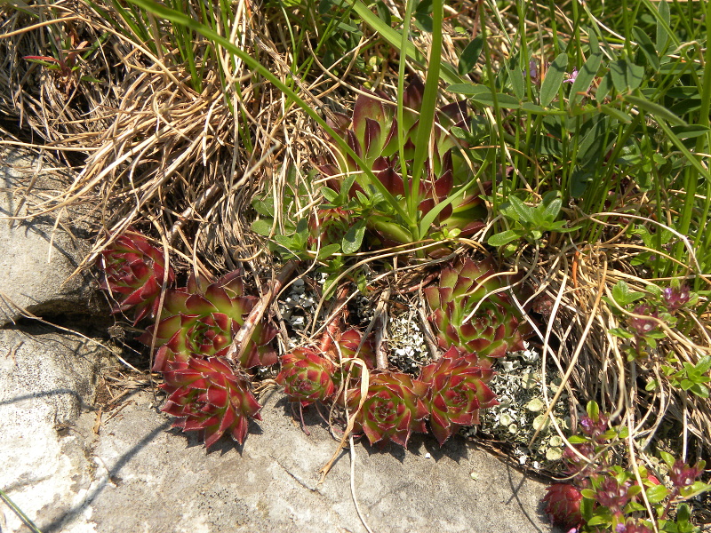 marmoreum ssp. marmoreum from Urdeni Do