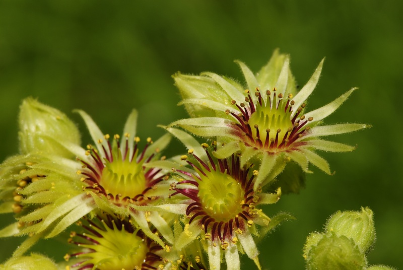 wulfenii ssp. juvanii from Donačka gora