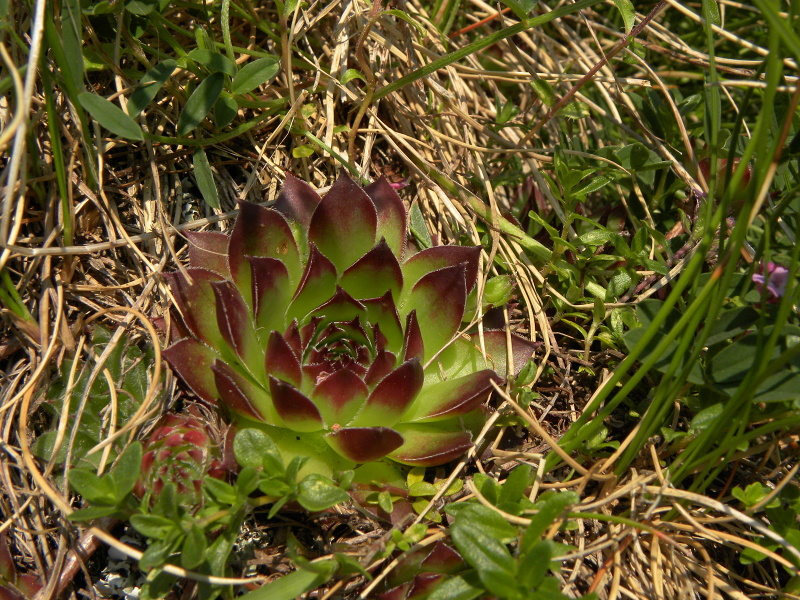 marmoreum ssp. marmoreum from Urdeni Do