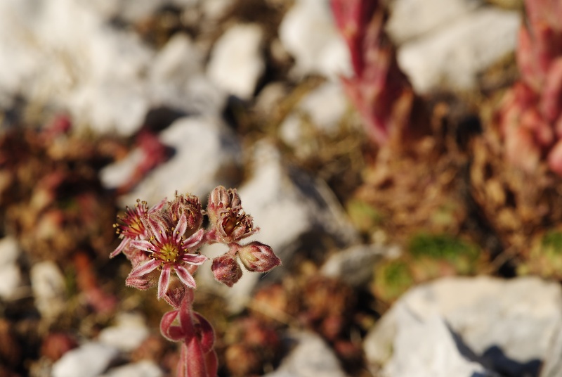 marmoreum ssp. marmoreum (dinaricum) from Veliki Troglav