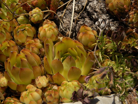 marmoreum ssp. marmoreum (dinaricum) from Orjensko sedlo