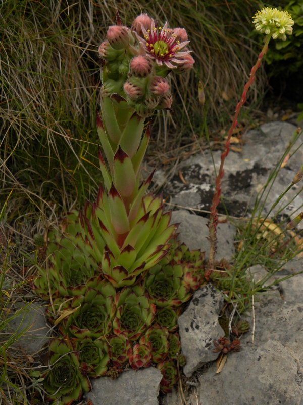 tectorum var. tectorum from Pedraforca, Abhang