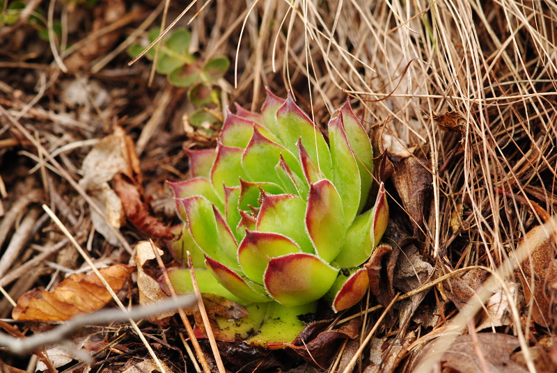tectorum var. tectorum from Mala dolina