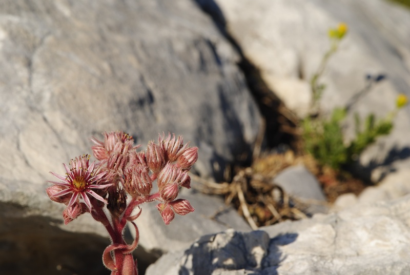 marmoreum ssp. marmoreum (dinaricum) from Veliki Troglav