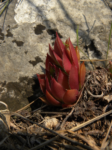 marmoreum ssp. marmoreum from Cheile Turzii (oben)