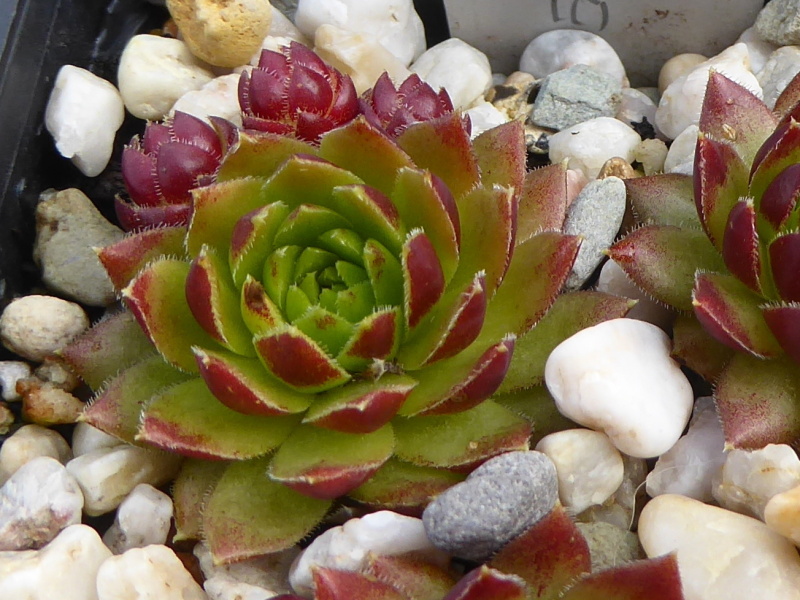 Ben / Jovi