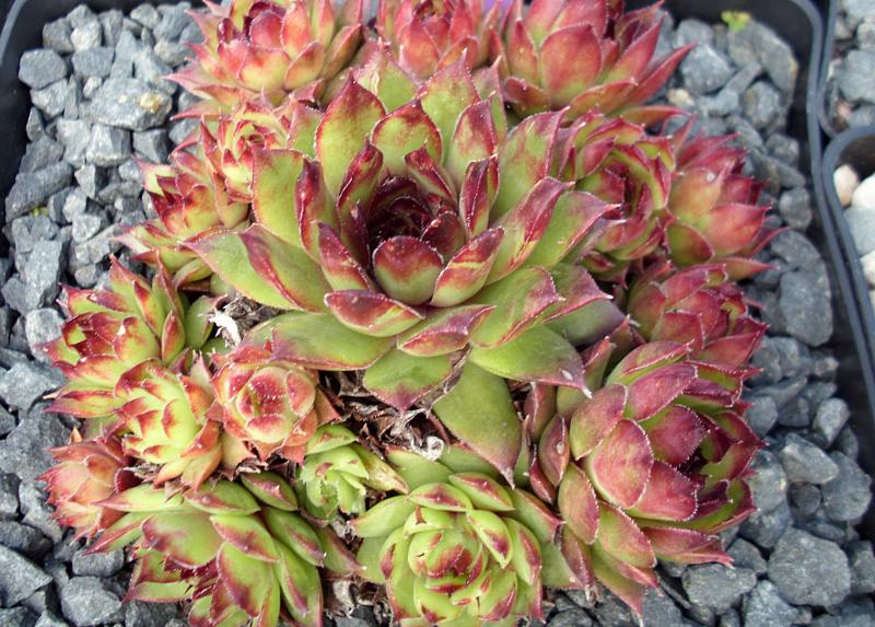 tectorum var. tectorum (triste)