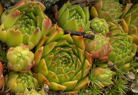 tectorum var. tectorum (alpinum) from Col du Tourmalet (unterhalb)