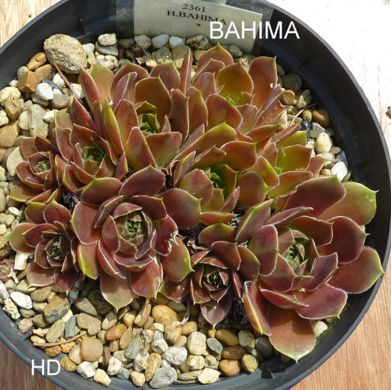 Bahima / Jovi