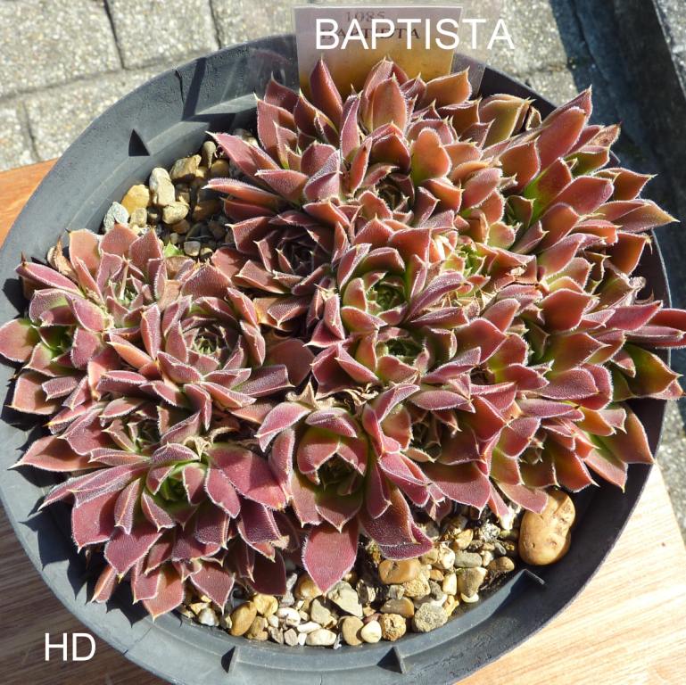 Baptista / Jovi