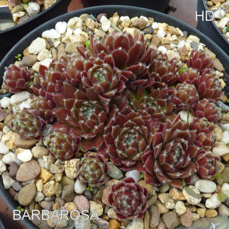 Barbarosa