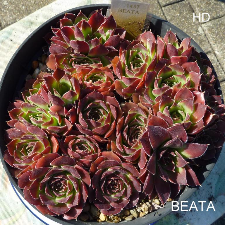 Beata / Jovi