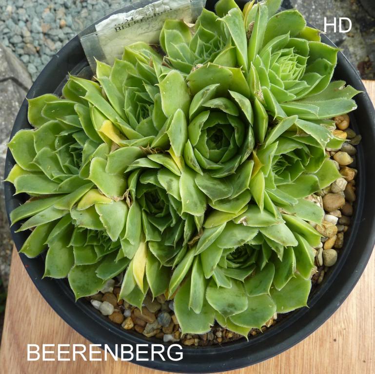 Beerenberg / Jovi