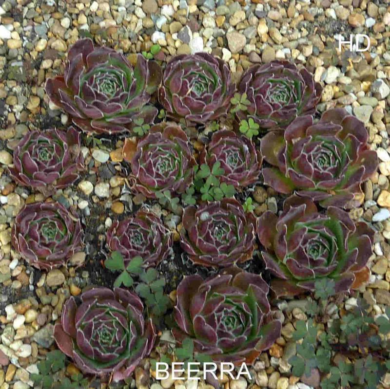 Beerra / Jovi