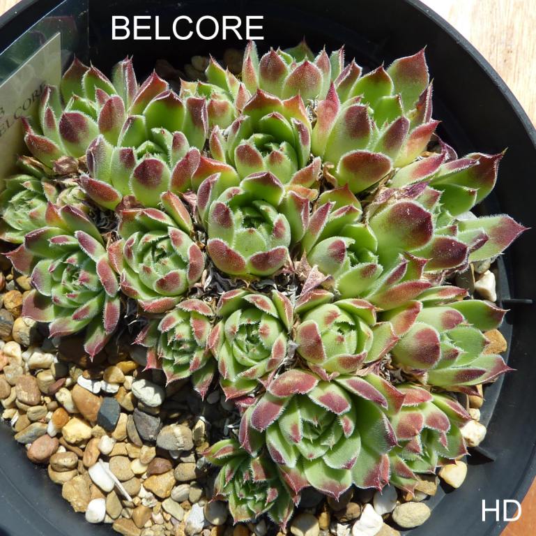 Belcore / Jovi