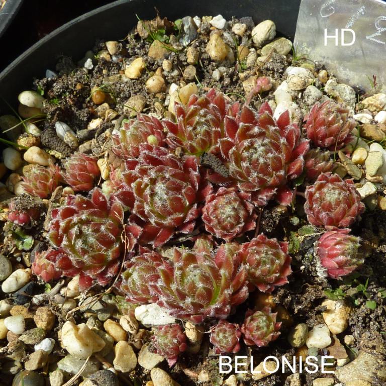 Belonise