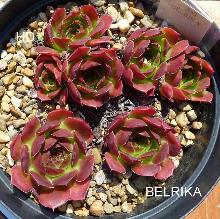 Belrika / Jovi
