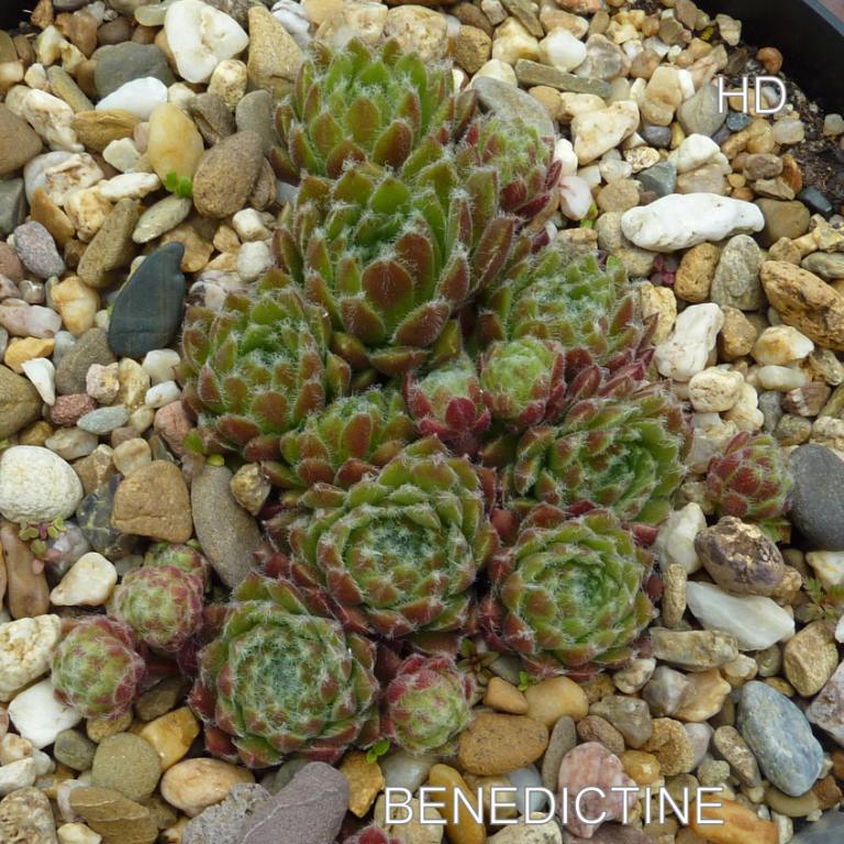 Benedictine