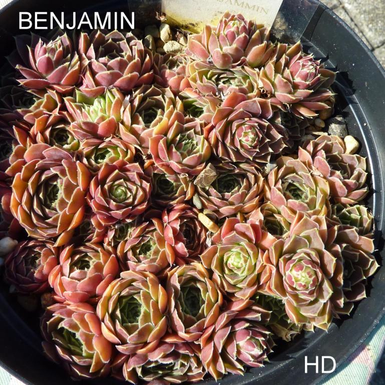 Benjamin / Jovi
