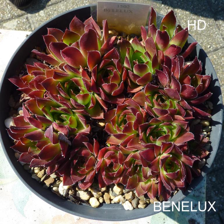 Benelux / Jovi