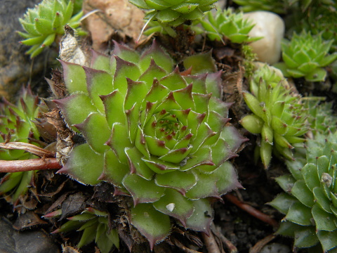 marmoreum ssp. marmoreum (balcanicum) from Mara Gidik