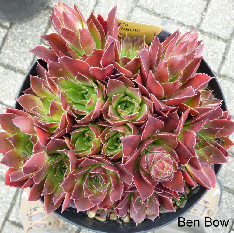 Ben Bow / Jovi