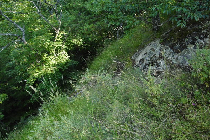 marmoreum ssp. erythraeum from Rila (oberhalb des Klosters)