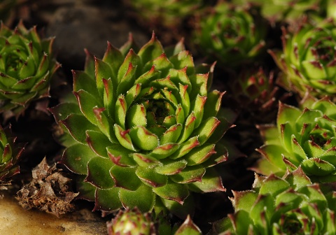 marmoreum ssp. marmoreum (balcanicum) from Mara Gidik