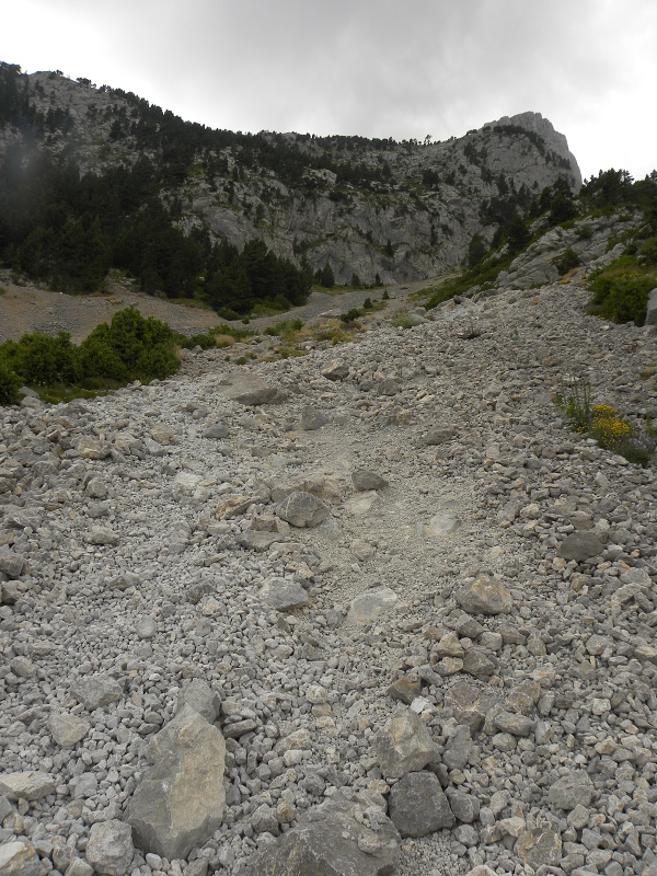 tectorum var. tectorum from Pedraforca, Abhang