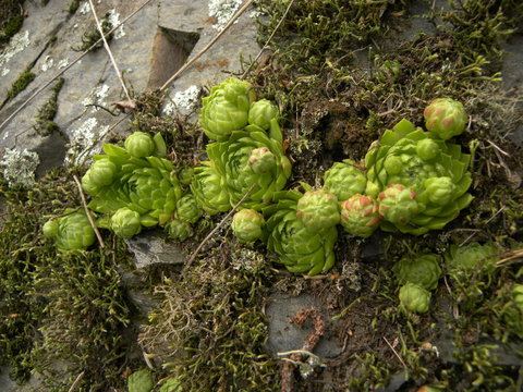 globiferum ssp. globiferum from Bezdružice