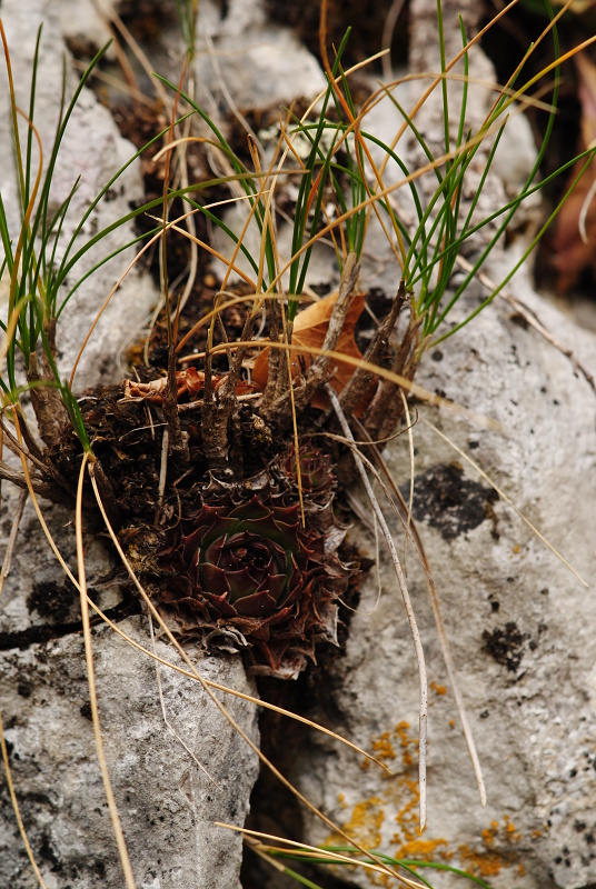 tectorum var. tectorum from Mala dolina