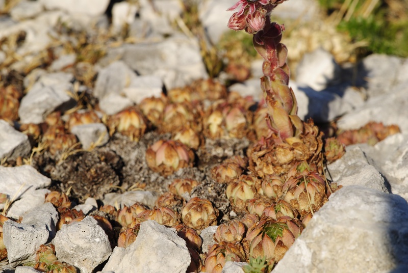 marmoreum ssp. marmoreum (dinaricum) from Veliki Troglav