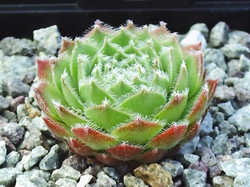 Cassiopeia