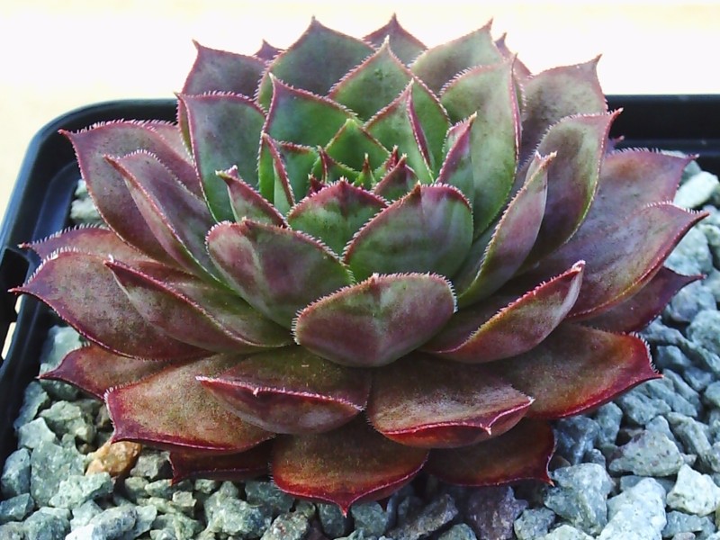 Cavo Doro