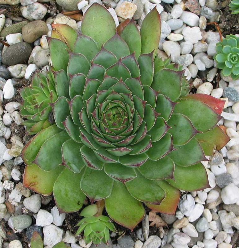 tectorum var. arvernense from Rocher de Bonnevie (Typ 01A)