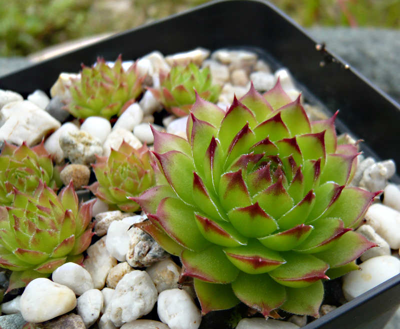marmoreum ssp. marmoreum (balcanicum)