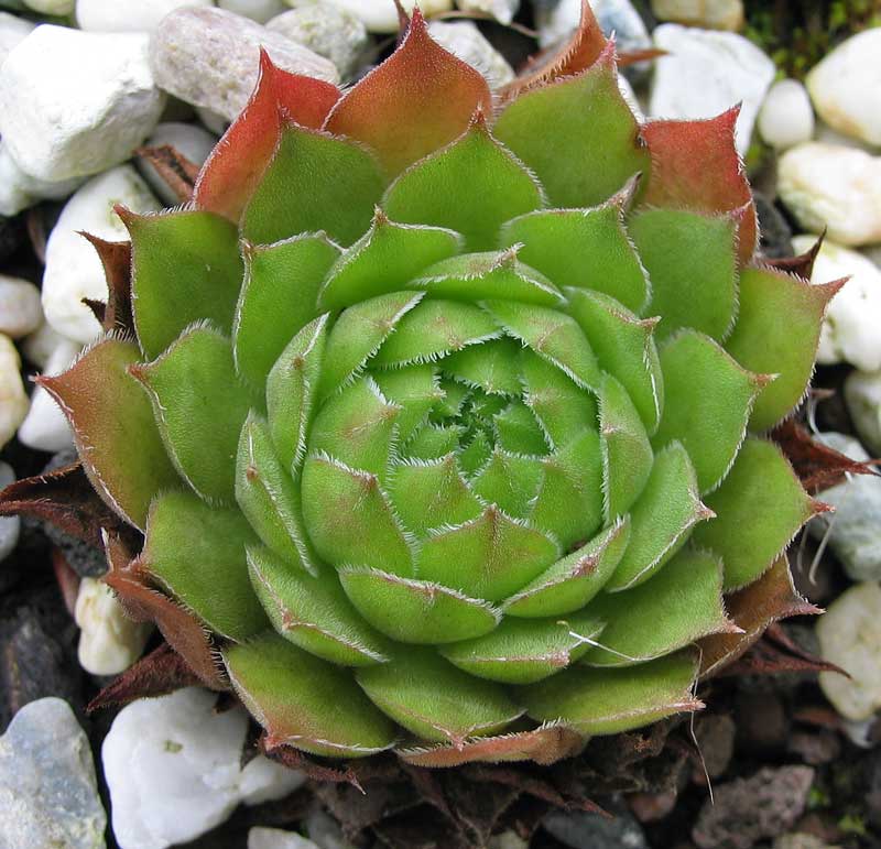 tectorum var. tectorum (boissieri)