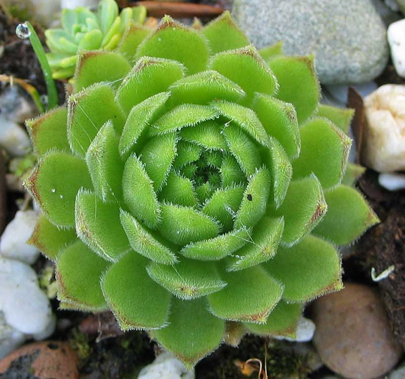 montanum ssp. burnatii from Queyras