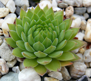 marmoreum ssp. reginae-amaliae (macedonicum)