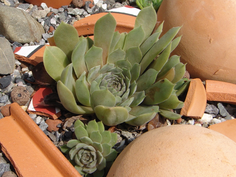 marmoreum ssp. reginae-amaliae (degenianum)