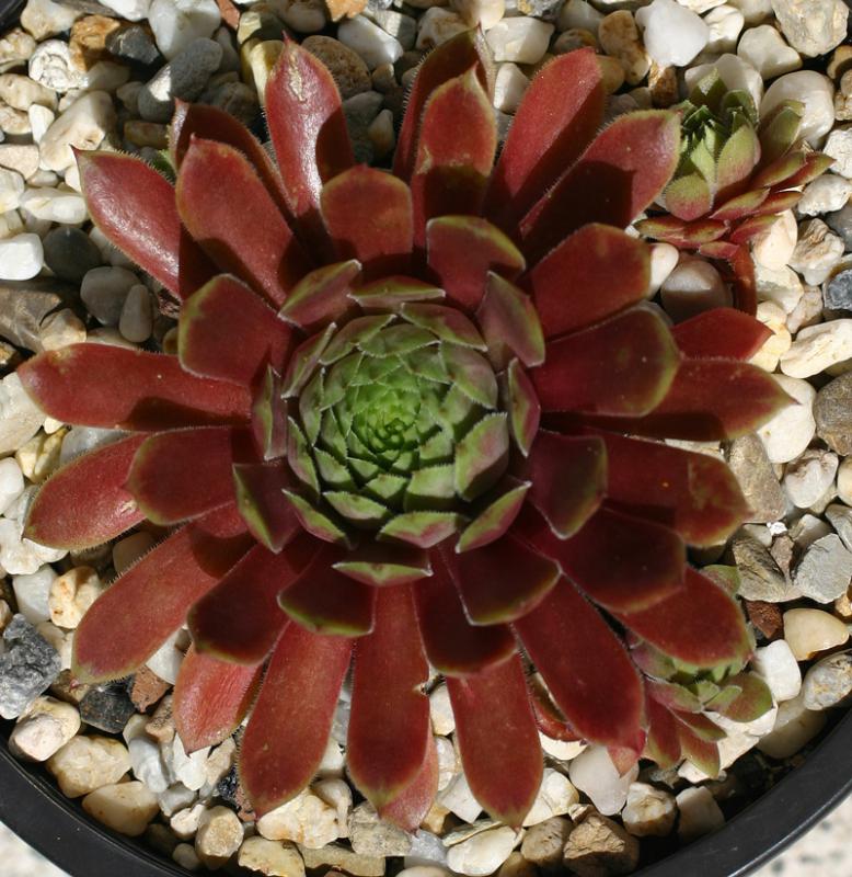 marmoreum ssp. marmoreum (rubicundum)