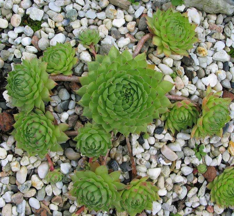marmoreum ssp. matricum