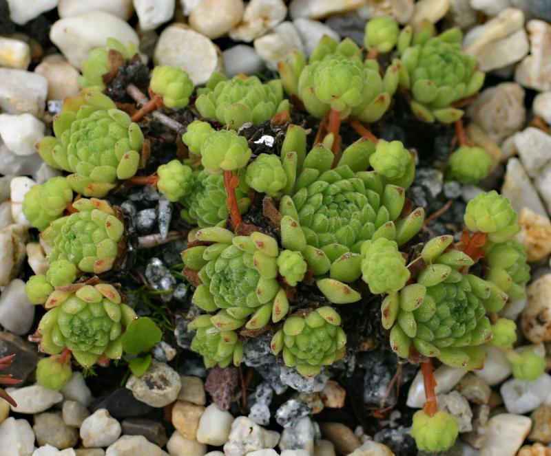 montanum (pallidum) from Bergell