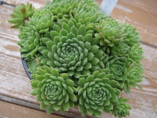 montanum