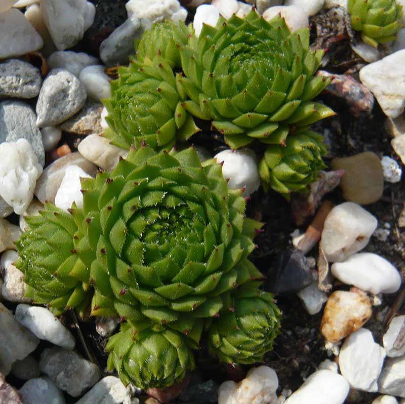 montanum (monticolum)