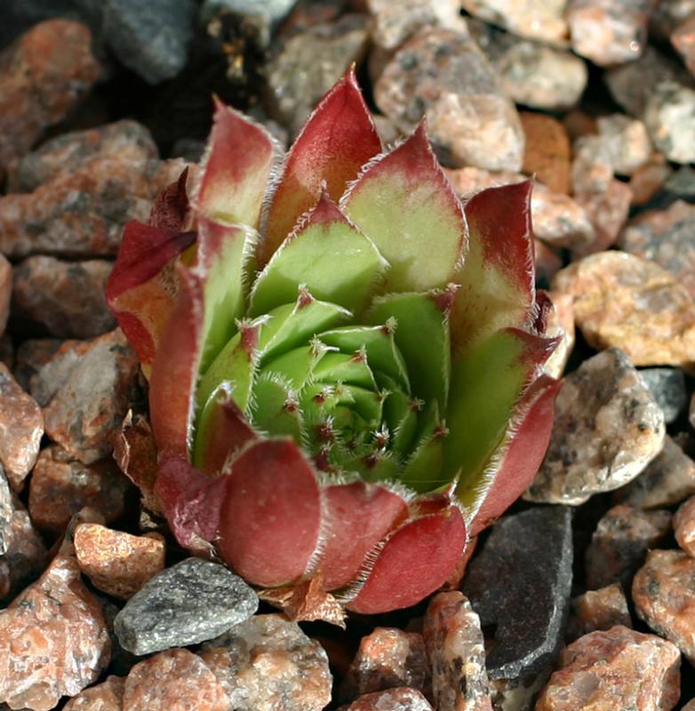 tectorum var. tectorum (rhodanicum)