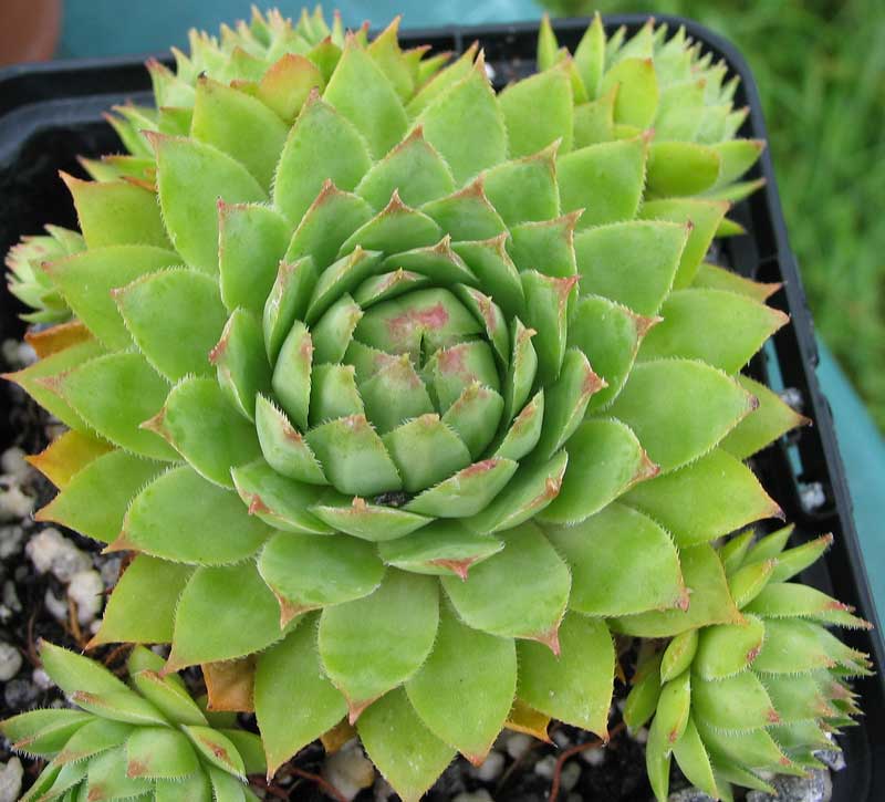 tectorum var. tectorum (alpinum) from Berninapass