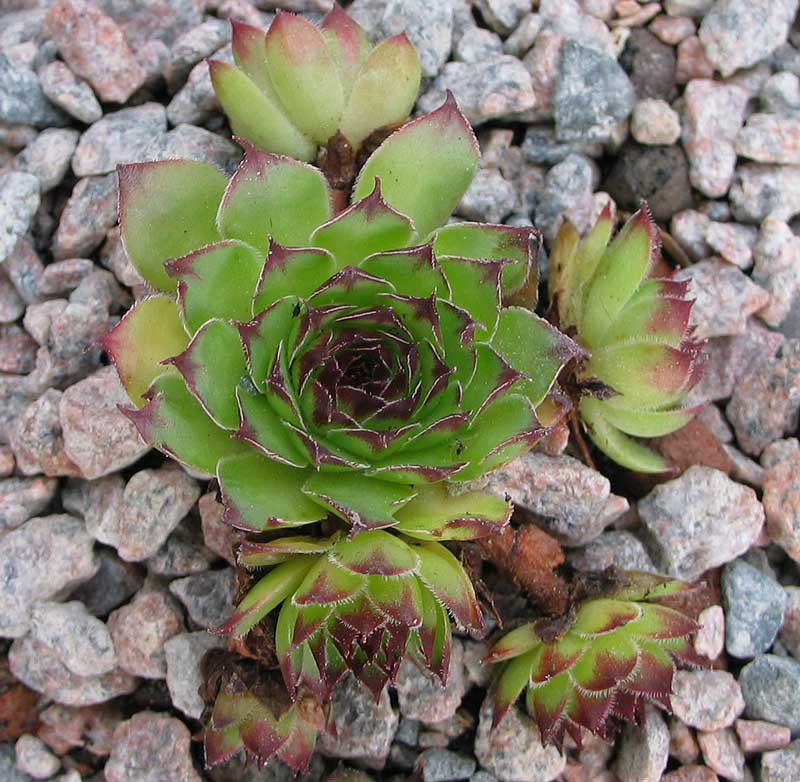 tectorum var. arvernense from Tour de Mertogne